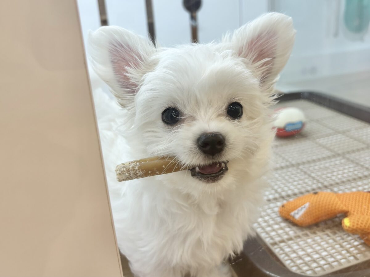 チワマル（マルチワ）