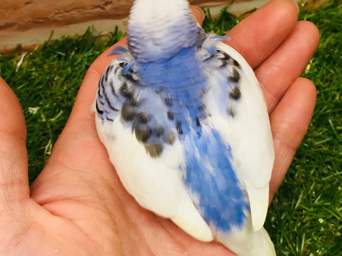 大人気カラー!!!💙💙💙 セキセイインコ(パイド) セキセイインコ