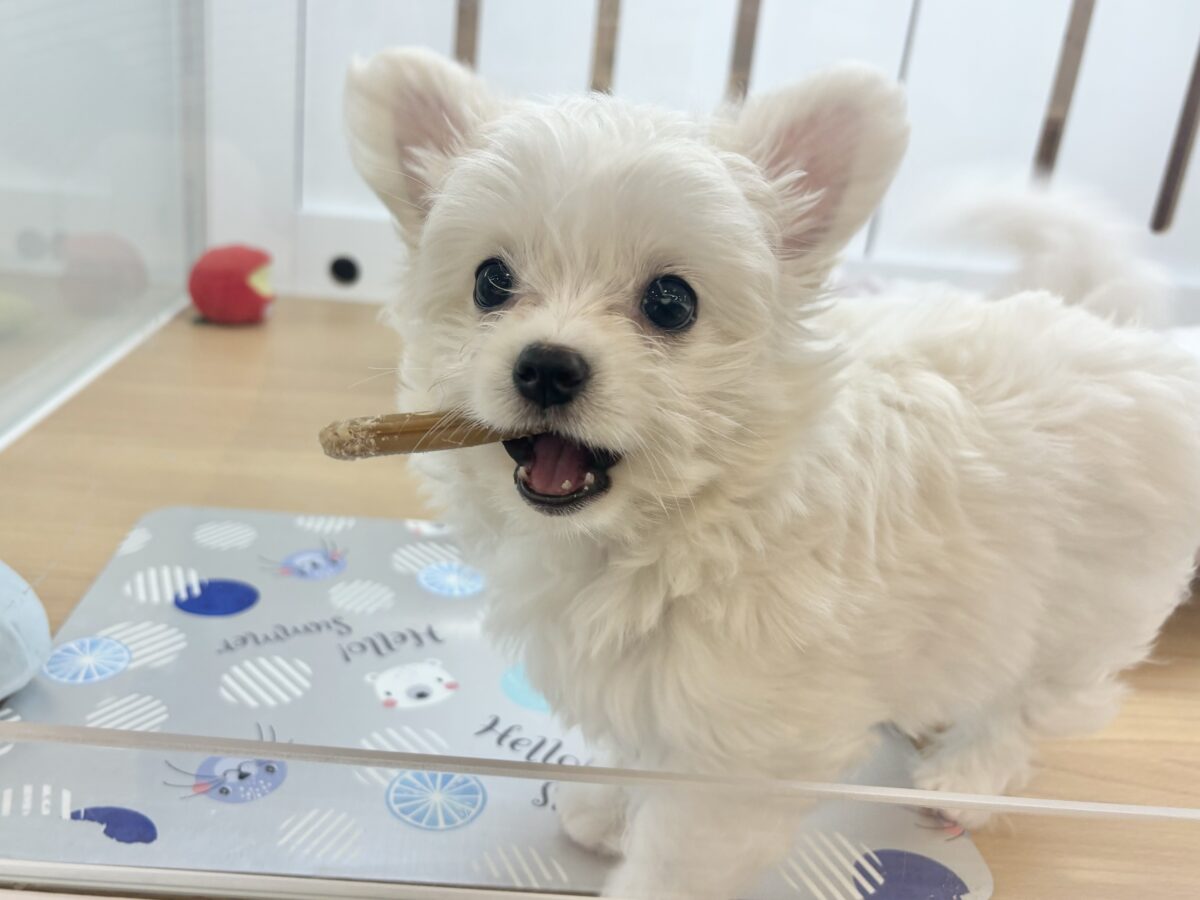 チワマル（マルチワ）