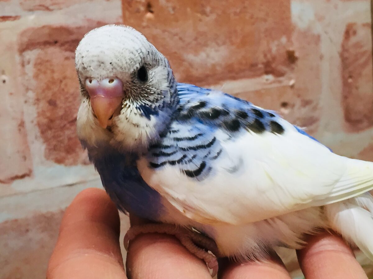 大人気カラー!!!💙💙💙 セキセイインコ(パイド) セキセイインコ