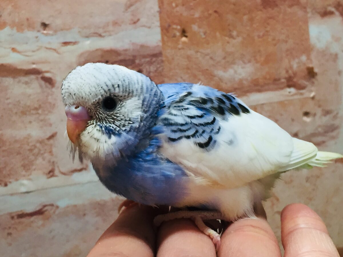 大人気カラー!!!💙💙💙 セキセイインコ(パイド) セキセイインコ