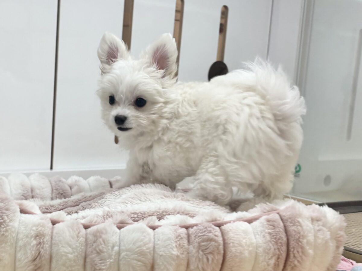チワマル（マルチワ）