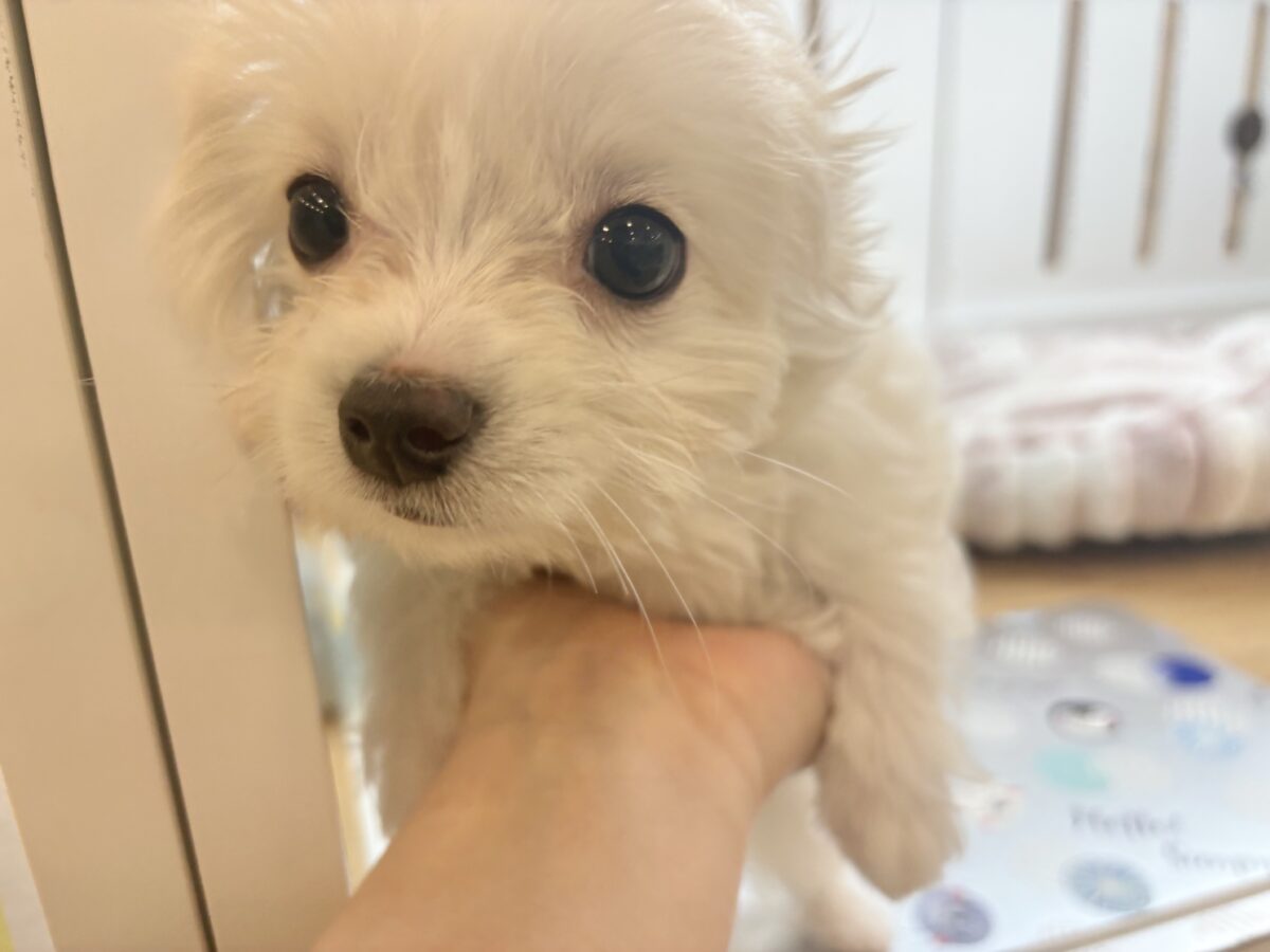 チワマル（マルチワ）