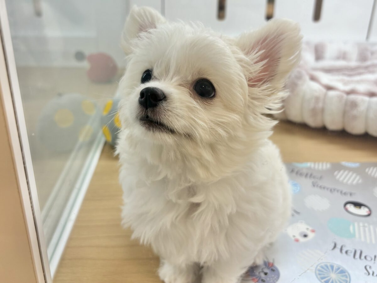 チワマル（マルチワ）