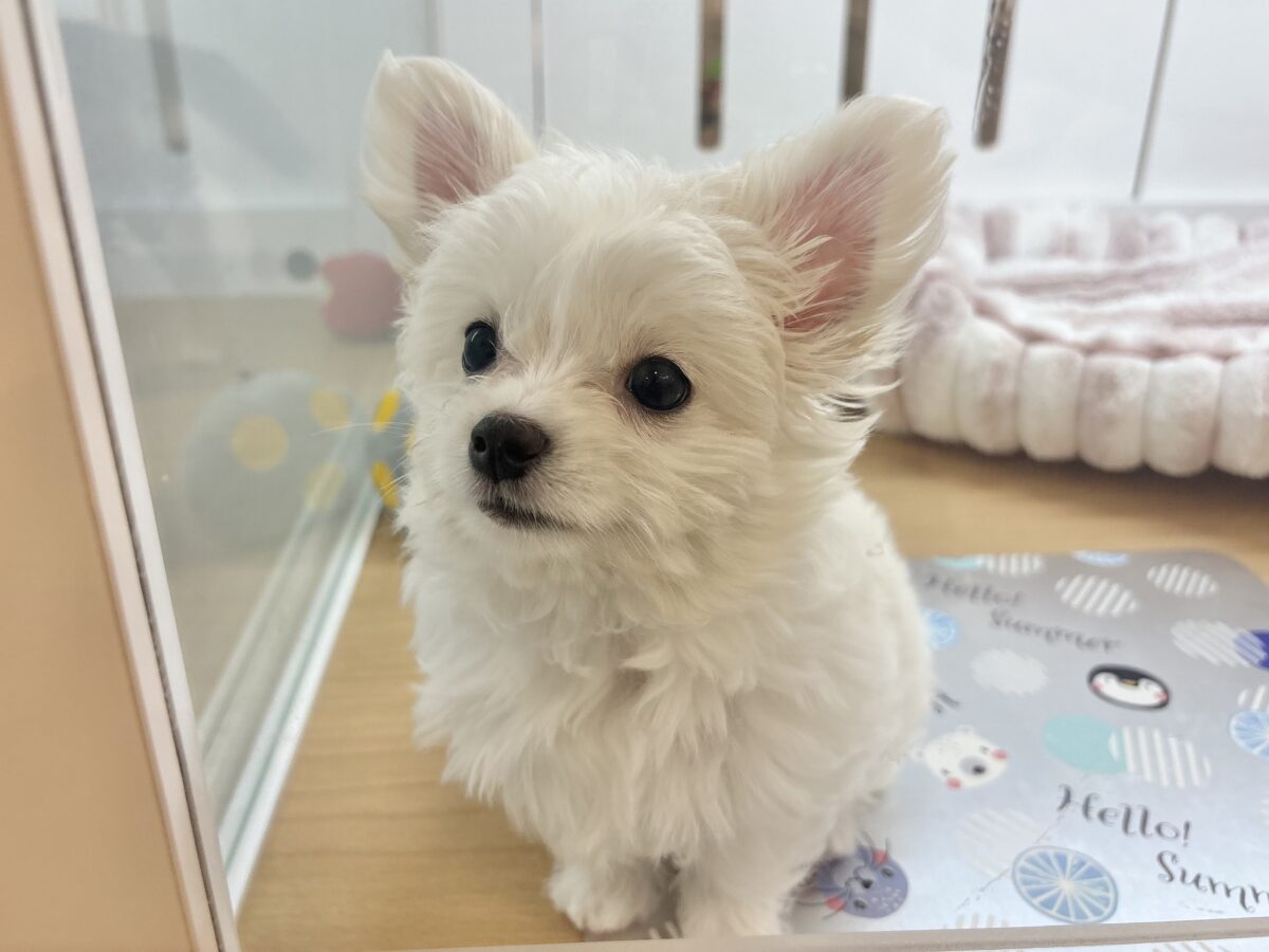 チワマル（マルチワ）