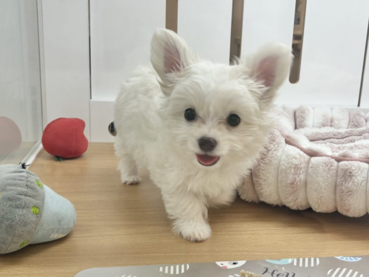 チワマル（マルチワ）