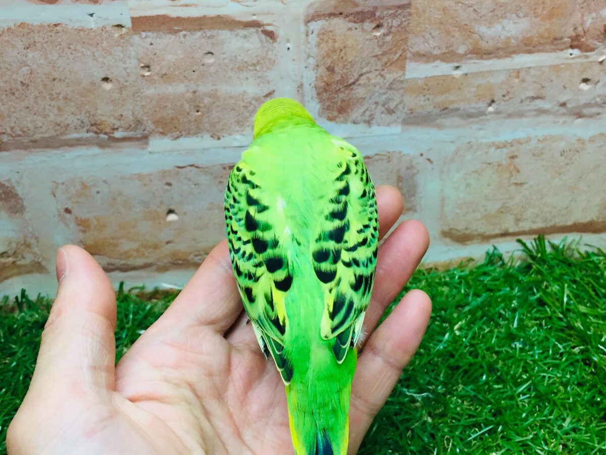 💚💚セキセイインコ(オパーリン)💚💚 セキセイインコ