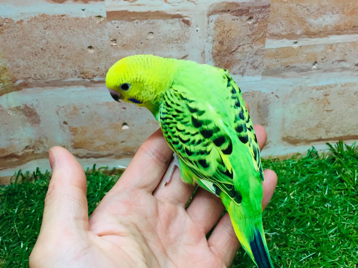 💚💚セキセイインコ(オパーリン)💚💚 セキセイインコ