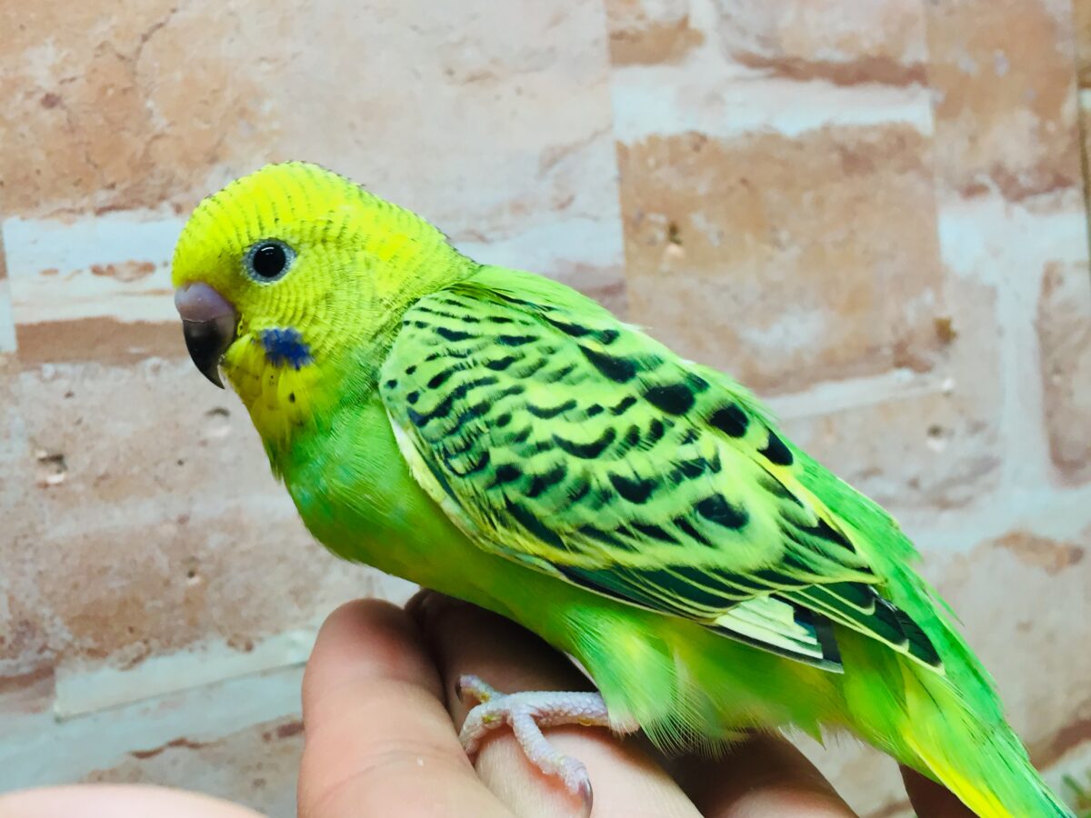 💚💚セキセイインコ(オパーリン)💚💚 セキセイインコ