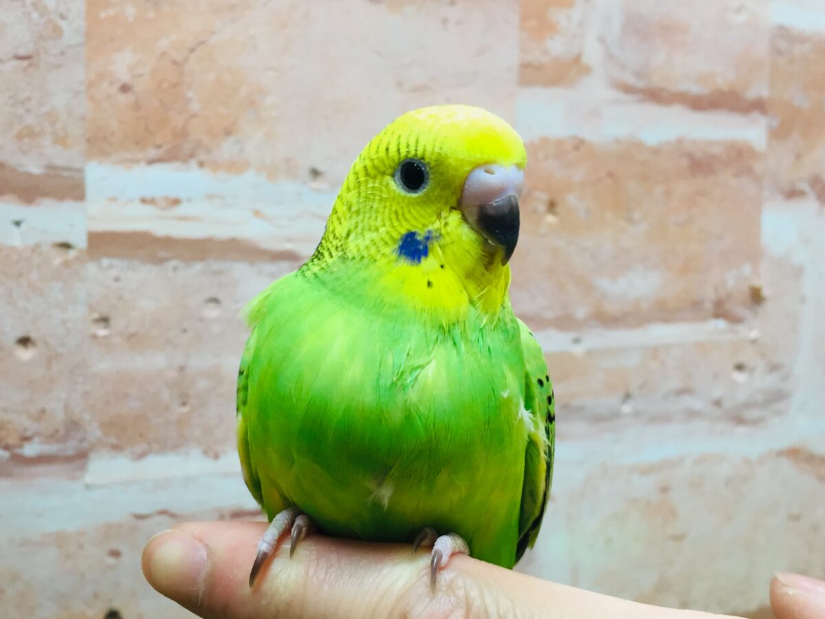 💚💚セキセイインコ(オパーリン)💚💚 セキセイインコ