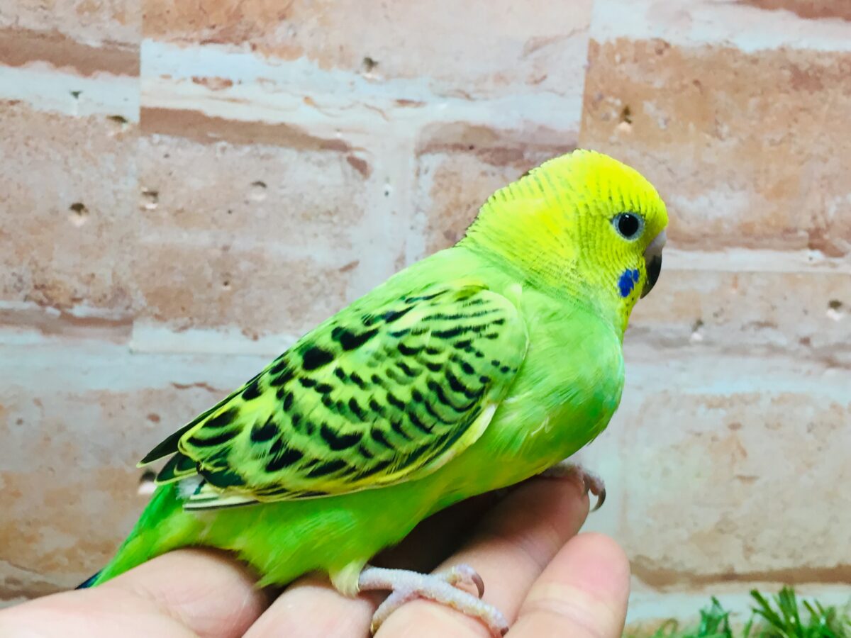 💚💚セキセイインコ(オパーリン)💚💚 セキセイインコ