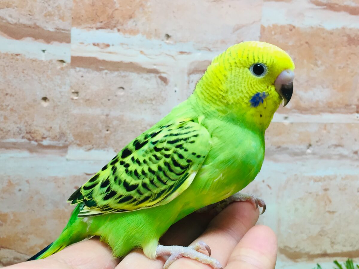 💚💚セキセイインコ(オパーリン)💚💚 セキセイインコ