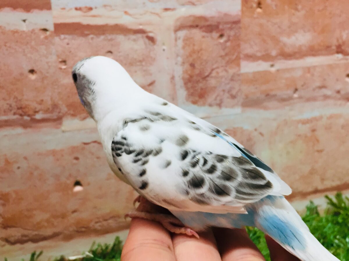 久々入舎!! 白ハルクインカラーのセキセイちゃんがやってきましたよ~(●´ω`●)🌟 セキセイインコ