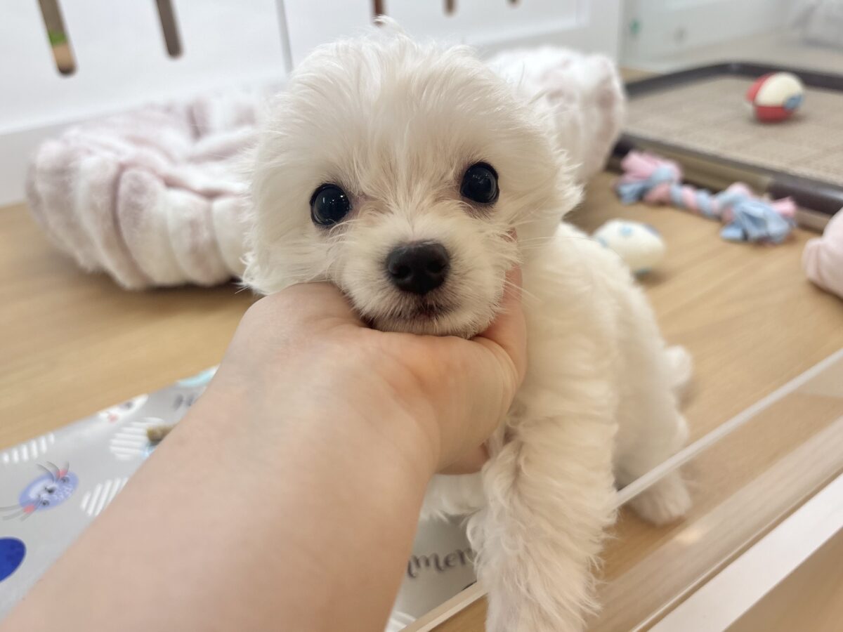 チワマル（マルチワ）