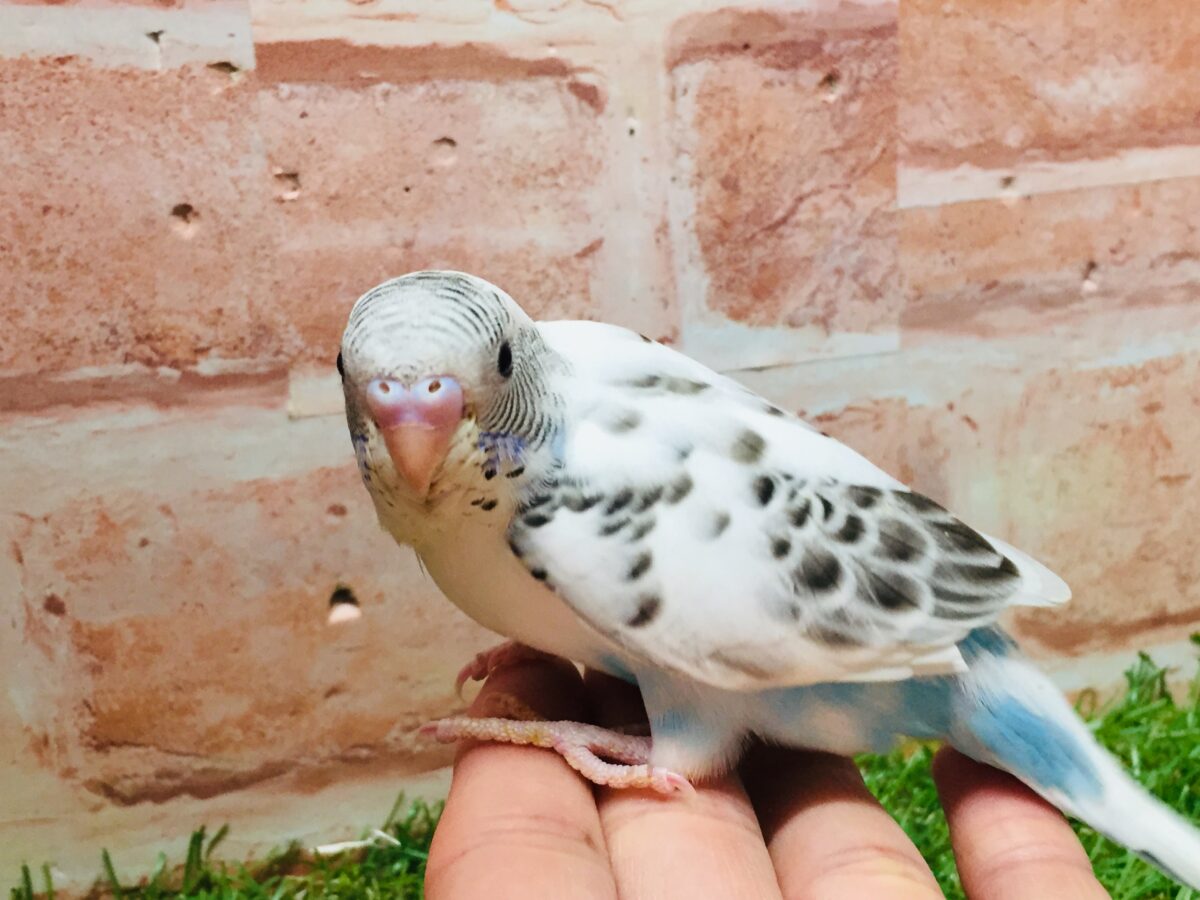 久々入舎!! 白ハルクインカラーのセキセイちゃんがやってきましたよ~(●´ω`●)🌟 セキセイインコ