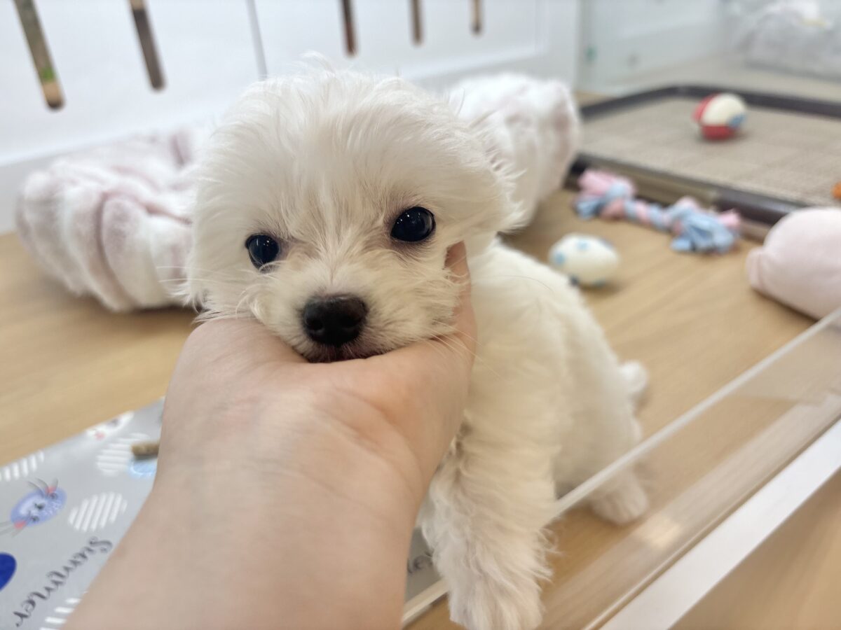 チワマル（マルチワ）