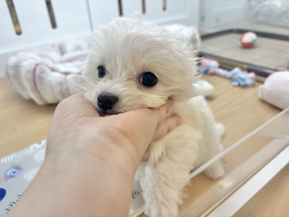 チワマル（マルチワ）