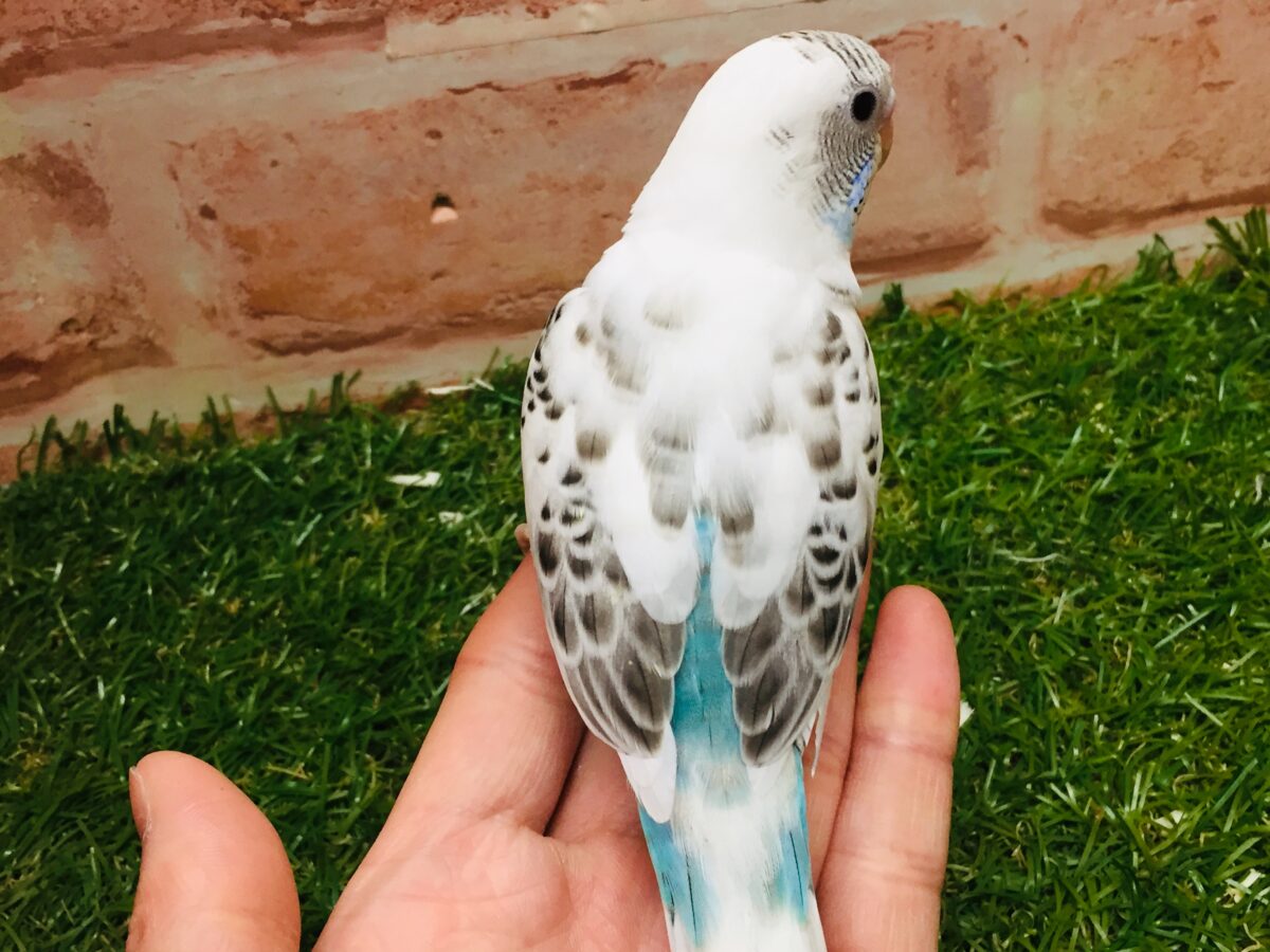 久々入舎!! 白ハルクインカラーのセキセイちゃんがやってきましたよ~(●´ω`●)🌟 セキセイインコ