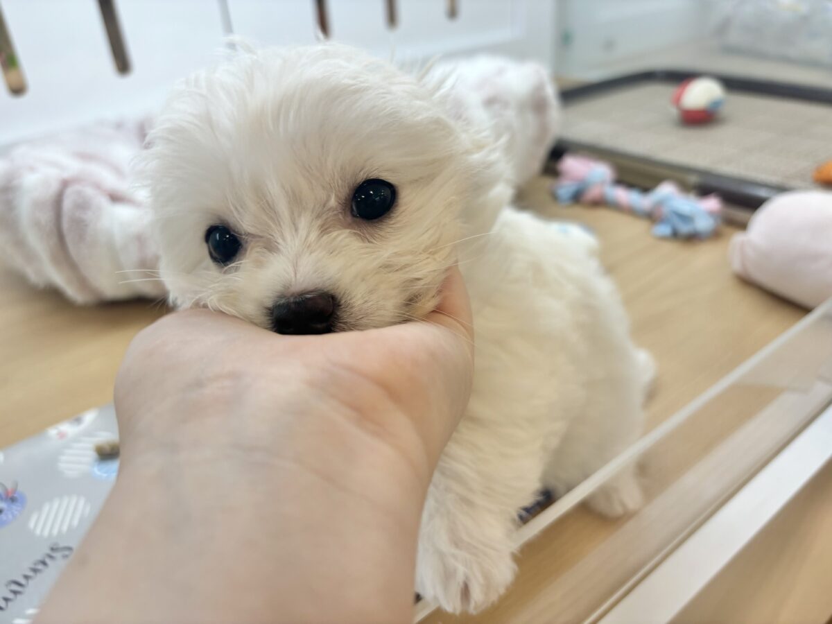 チワマル（マルチワ）