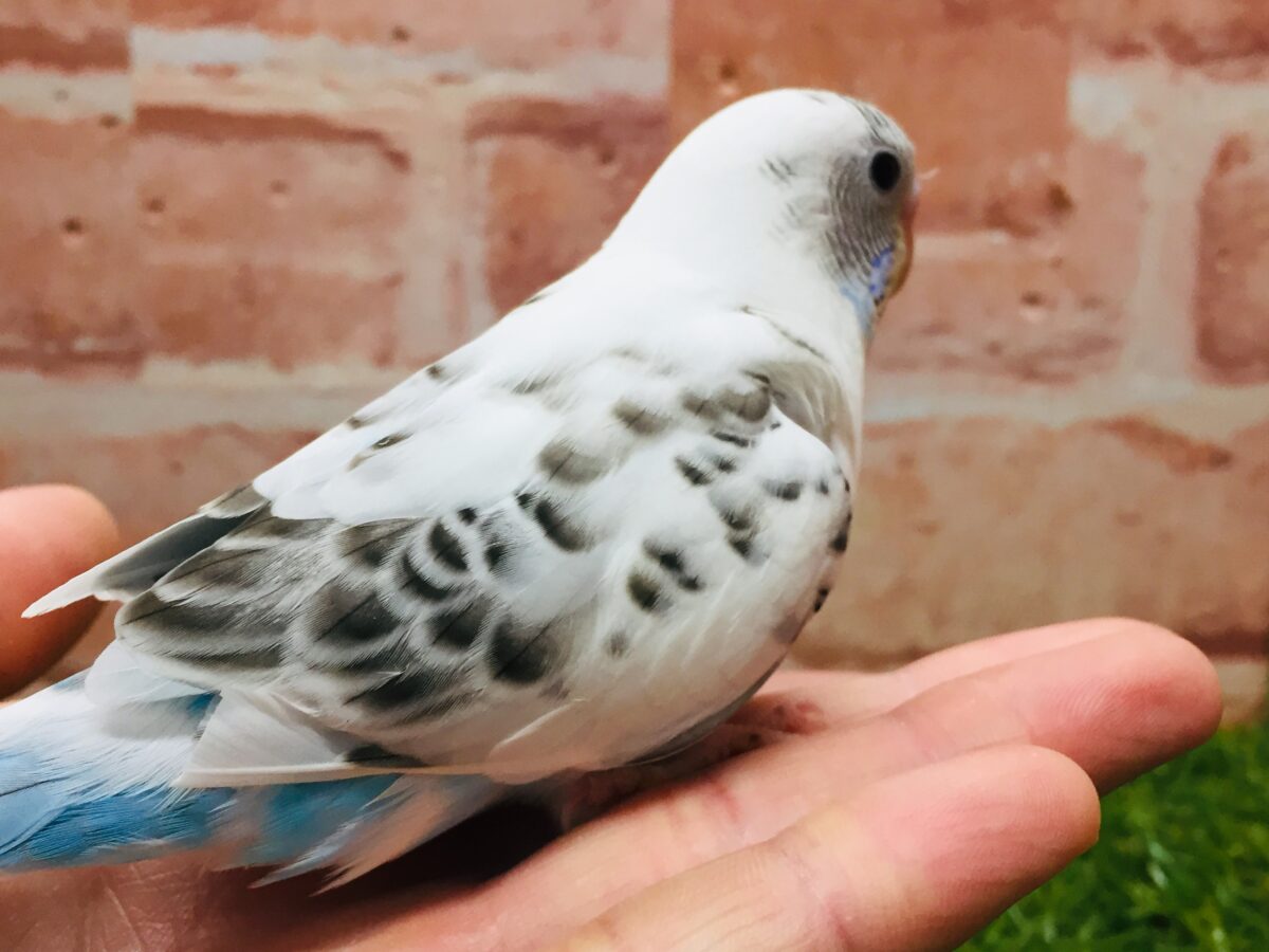久々入舎!! 白ハルクインカラーのセキセイちゃんがやってきましたよ~(●´ω`●)🌟 セキセイインコ