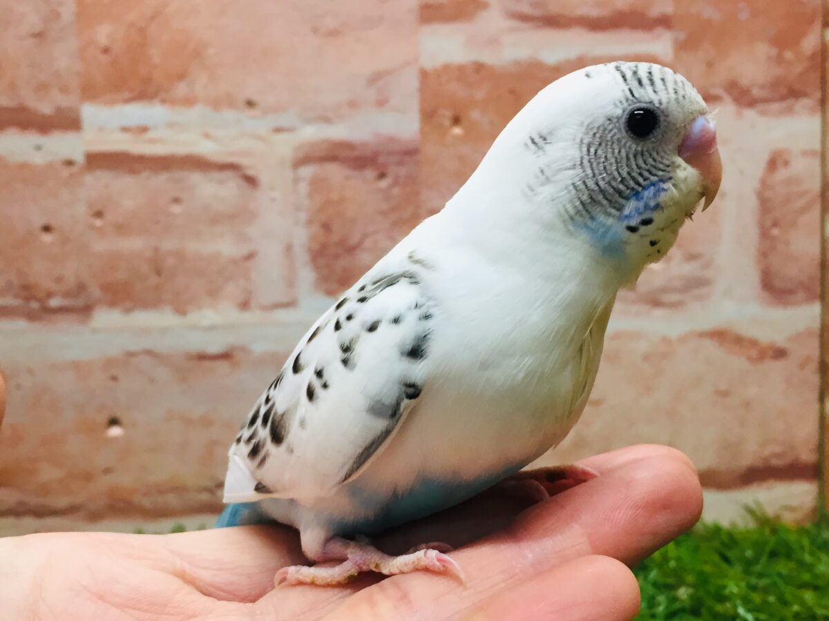 久々入舎!! 白ハルクインカラーのセキセイちゃんがやってきましたよ~(●´ω`●)🌟 セキセイインコ