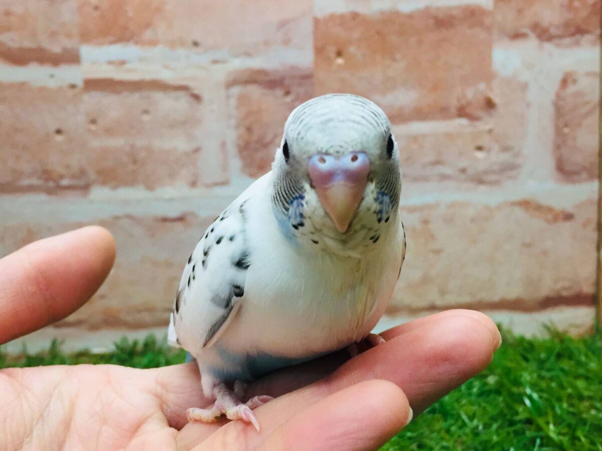 久々入舎!! 白ハルクインカラーのセキセイちゃんがやってきましたよ~(●´ω`●)🌟 セキセイインコ