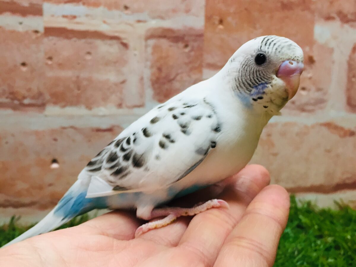 久々入舎!! 白ハルクインカラーのセキセイちゃんがやってきましたよ~(●´ω`●)🌟 セキセイインコ