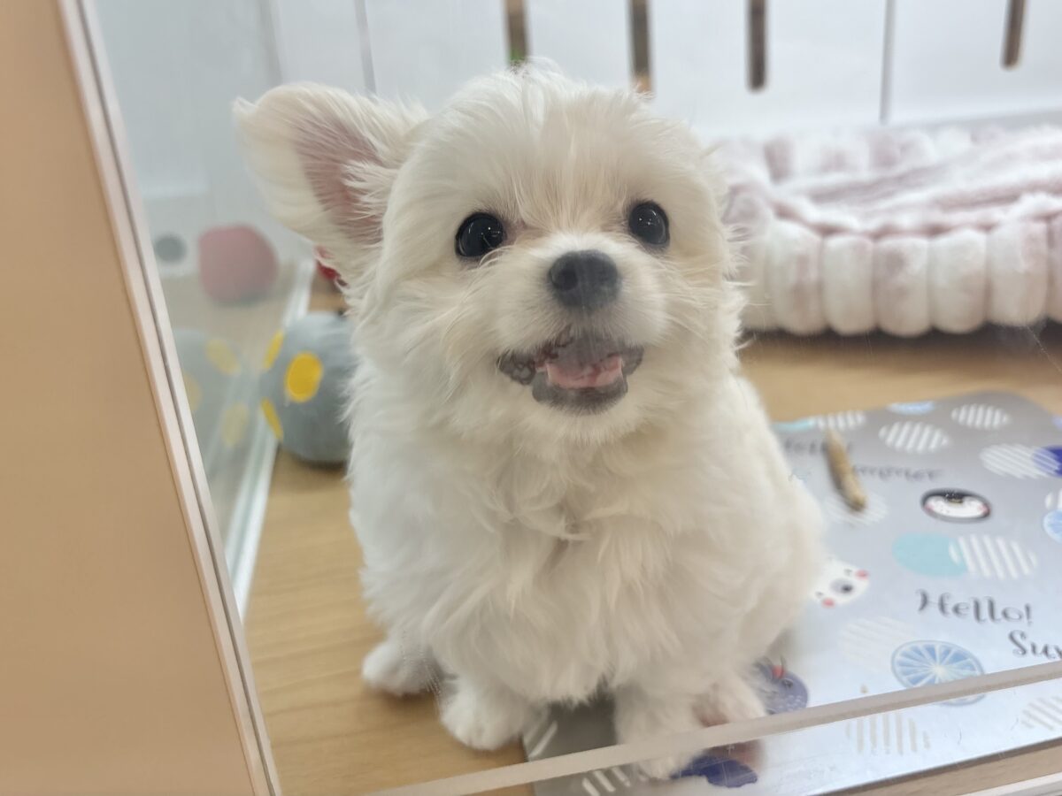 チワマル（マルチワ）