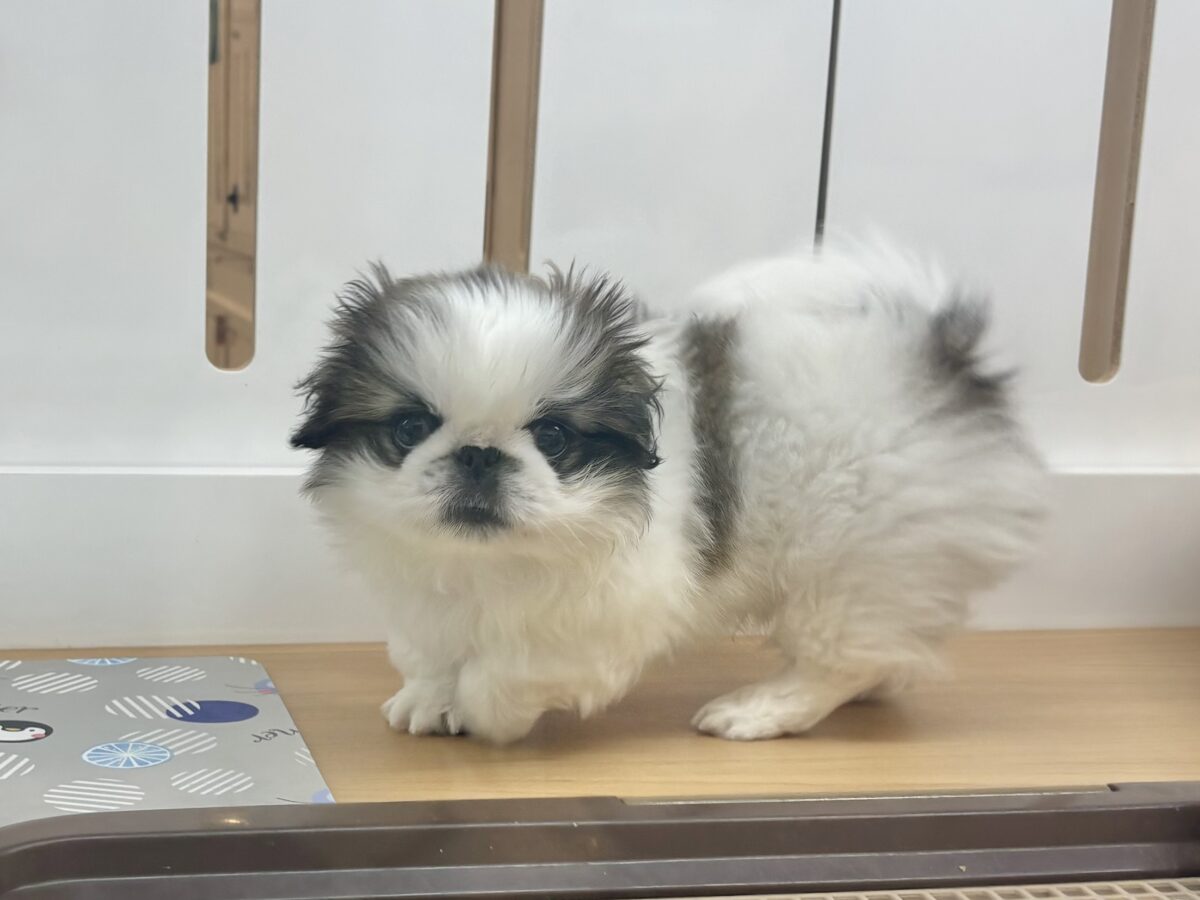 ペキニーズ