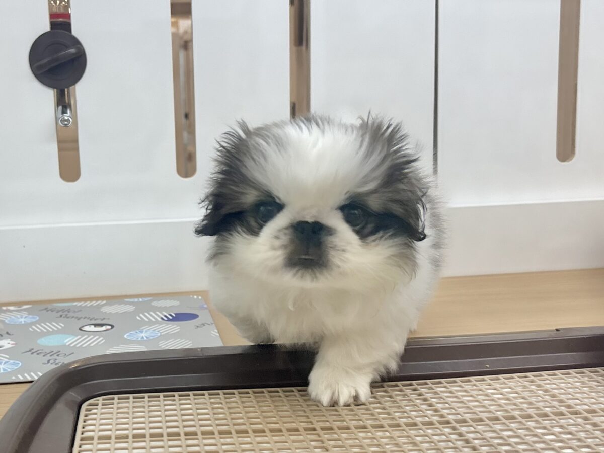 ペキニーズ