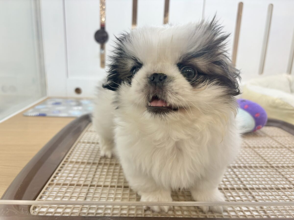ペキニーズ