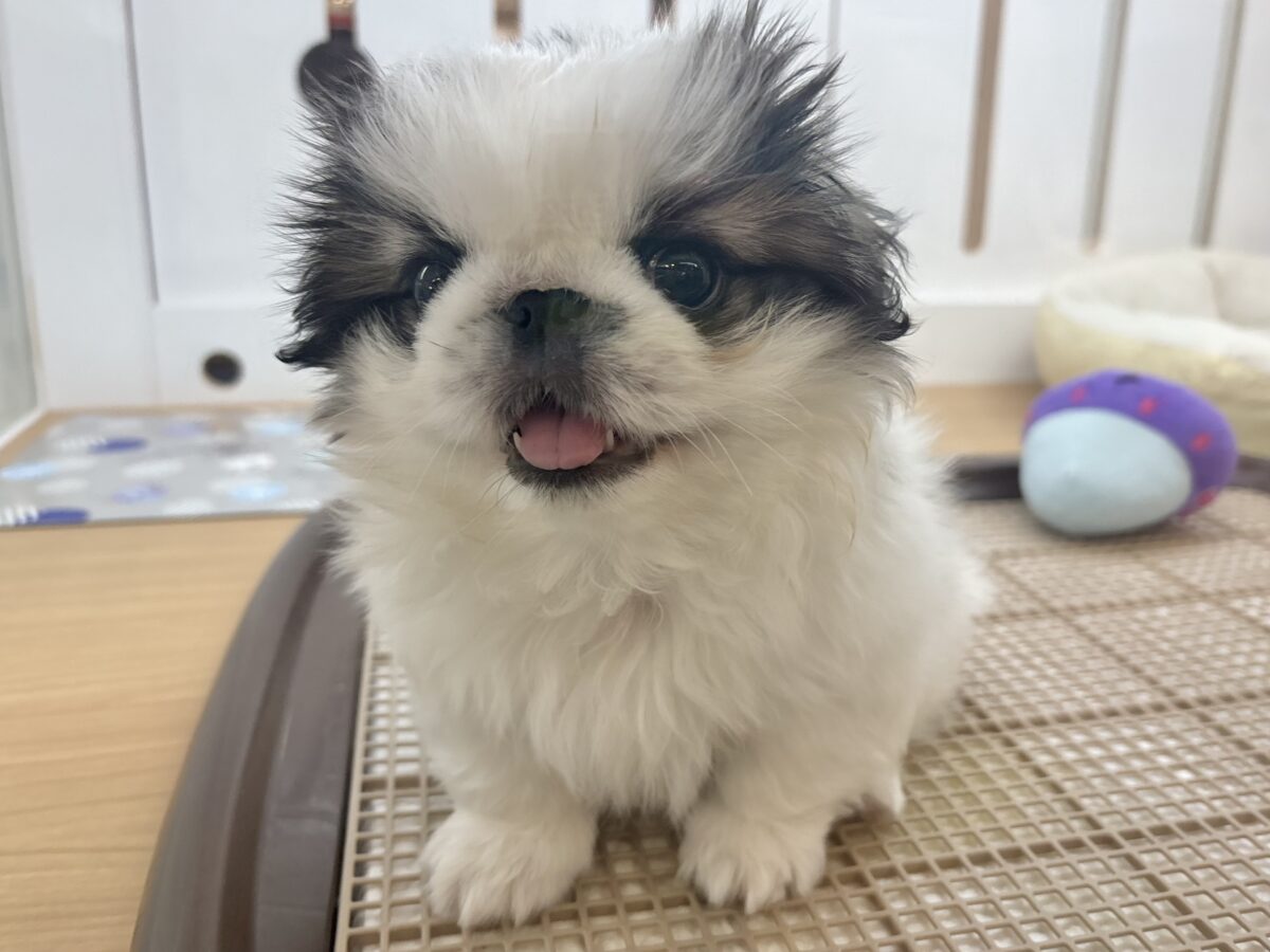 ペキニーズ