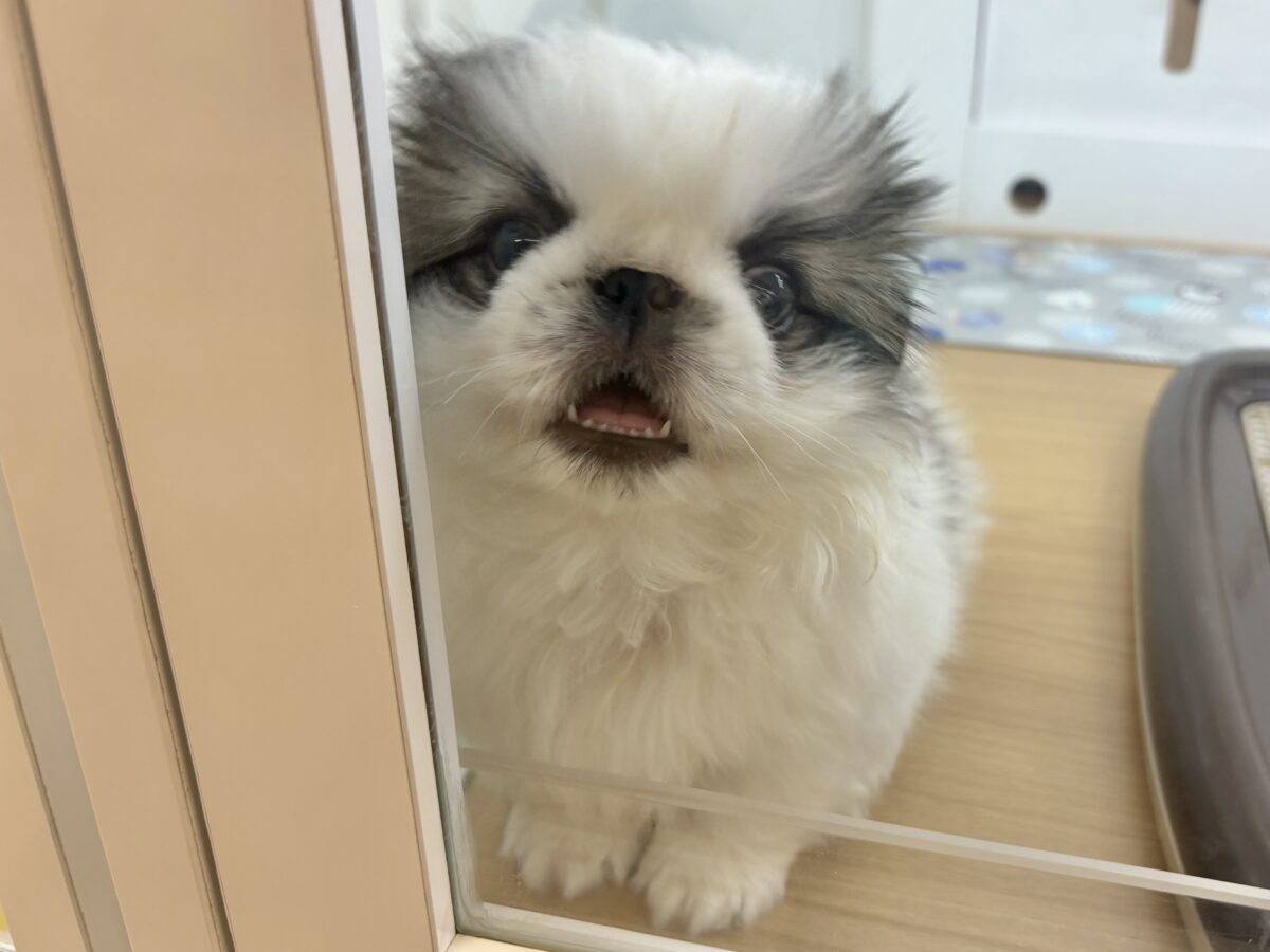 ペキニーズ