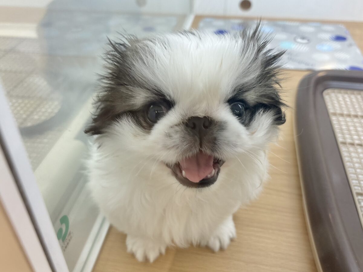 ペキニーズ