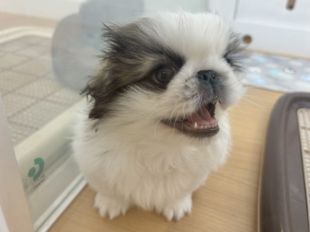 超ホヤホヤ最新画像✨可愛すぎて語尾にハートが……ペキニーズくん! ペキニーズ