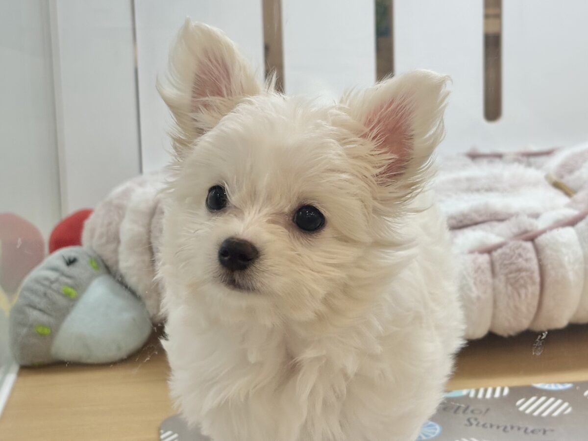 チワマル（マルチワ）