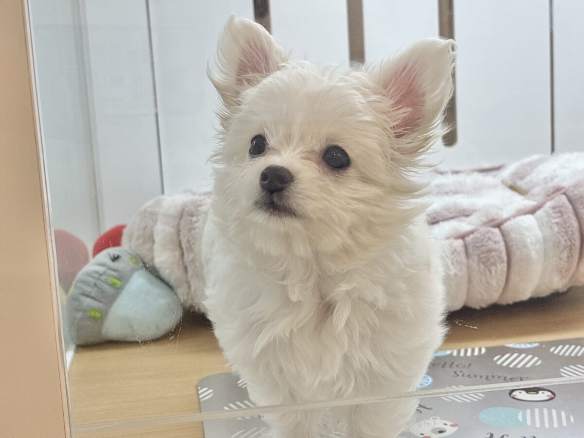 チワマル（マルチワ）
