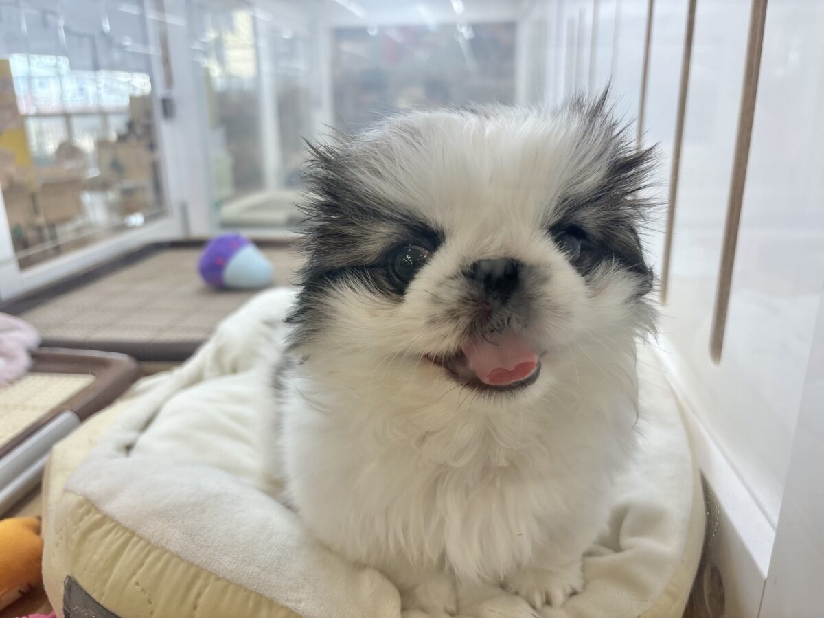 ペキニーズ