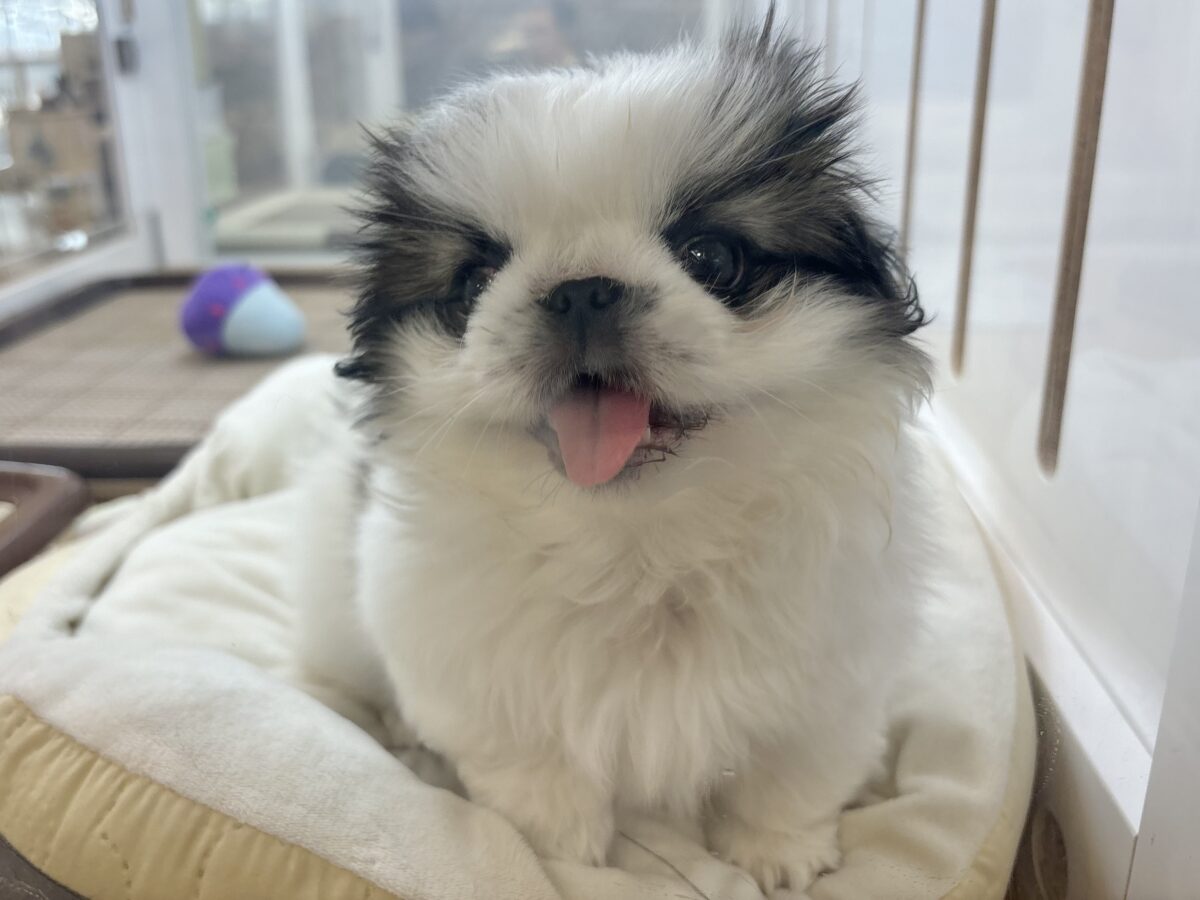 ペキニーズ