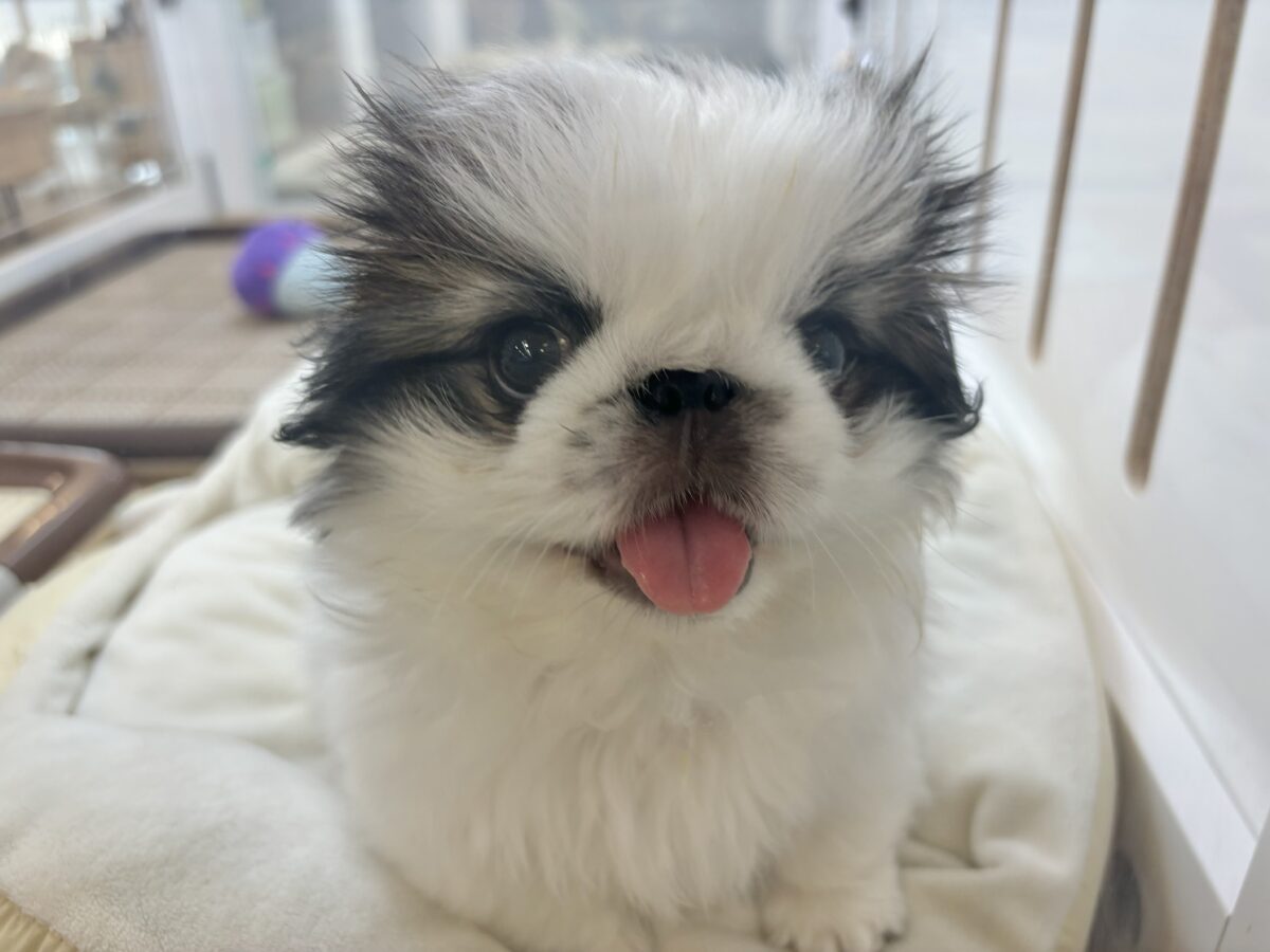 ペキニーズ