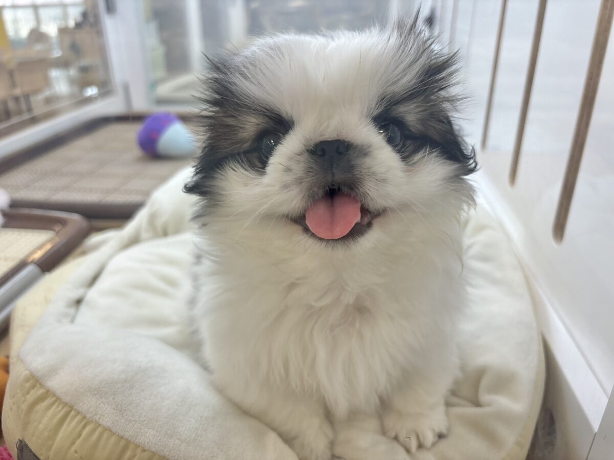 ペキニーズ