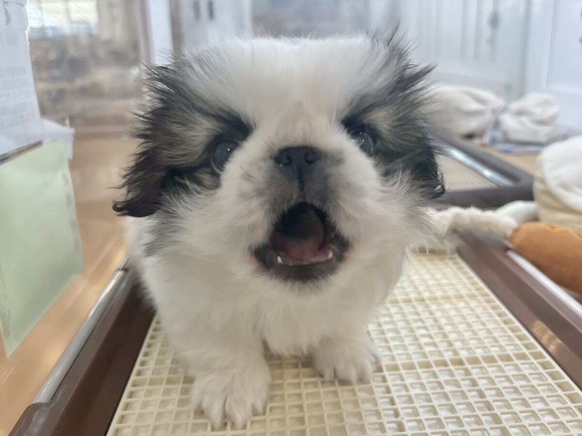 ペキニーズ
