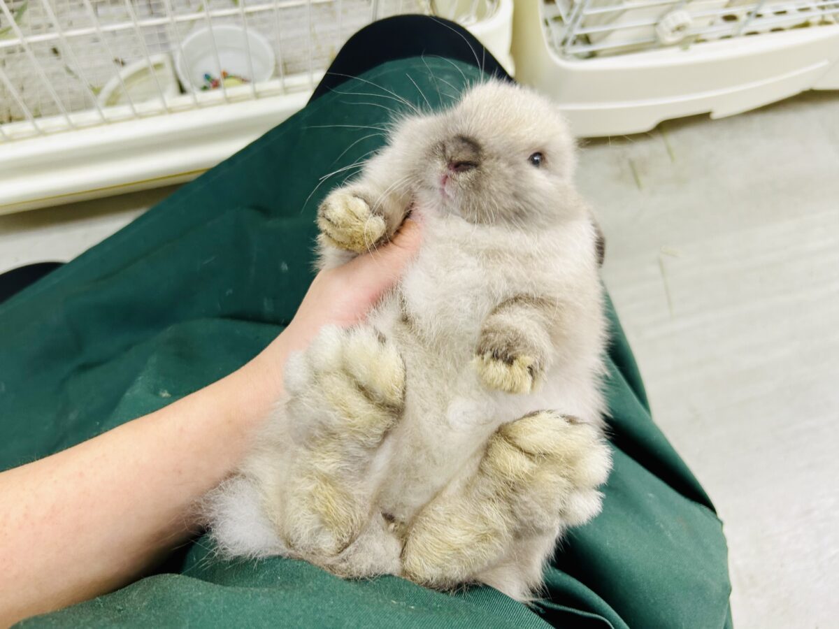 むっちりボディにメロメロ甘えん坊♡ ホーランドロップイヤーラビット ホーランドロップ