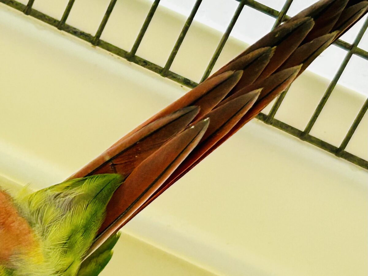 ワキコガネウロコインコ