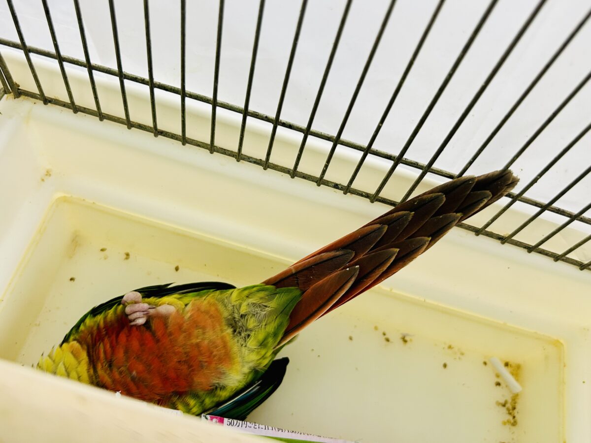ワキコガネウロコインコ
