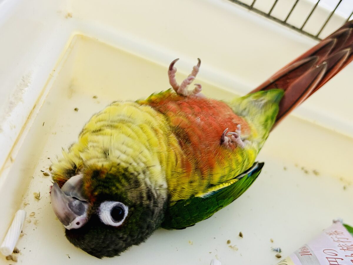 ワキコガネウロコインコ