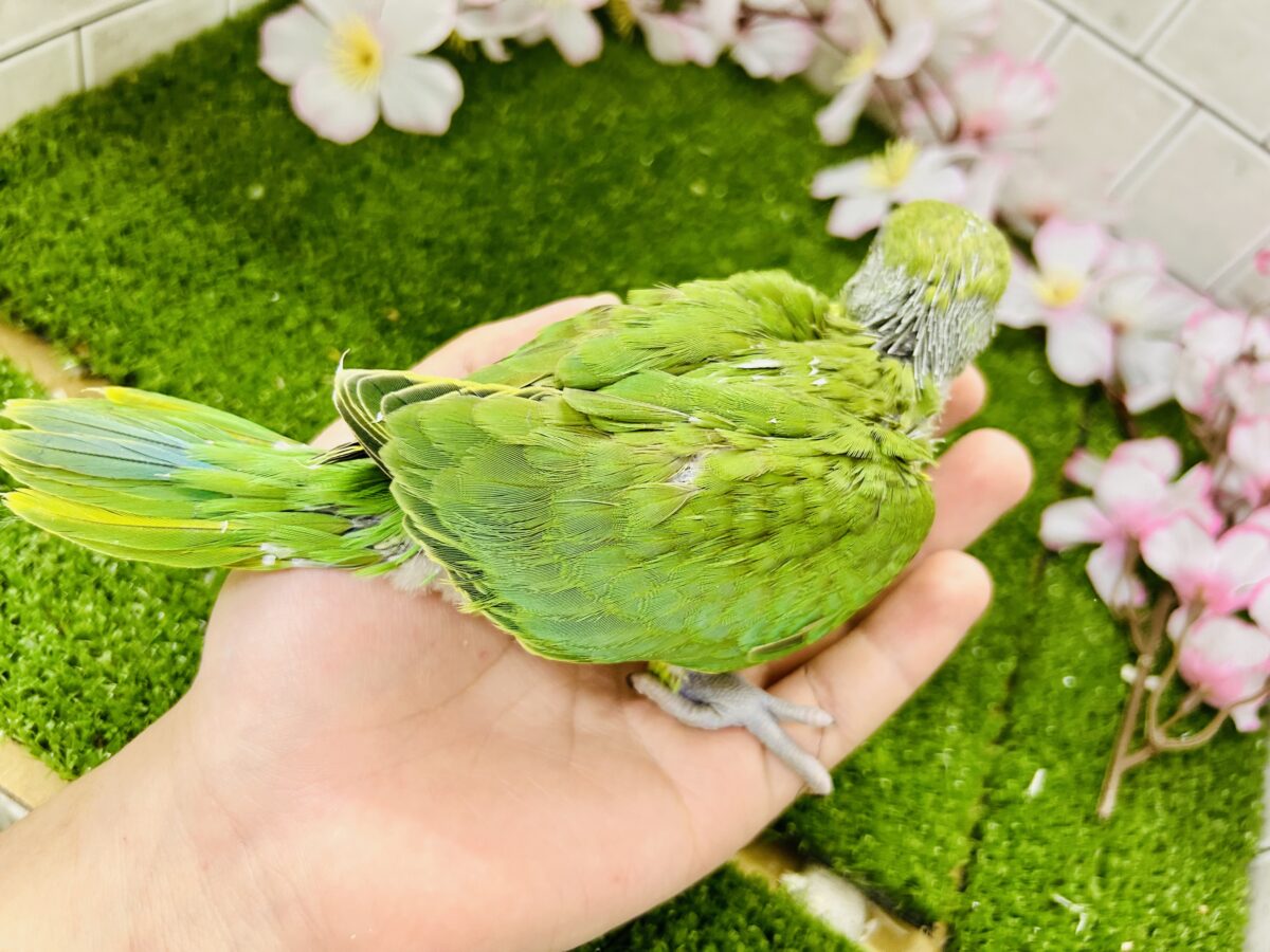 【最新画像更新☆☆】かなりお久しぶりの入舎では?? ワカケホンセイインコ ワカケホンセイインコ(月の輪インコ)