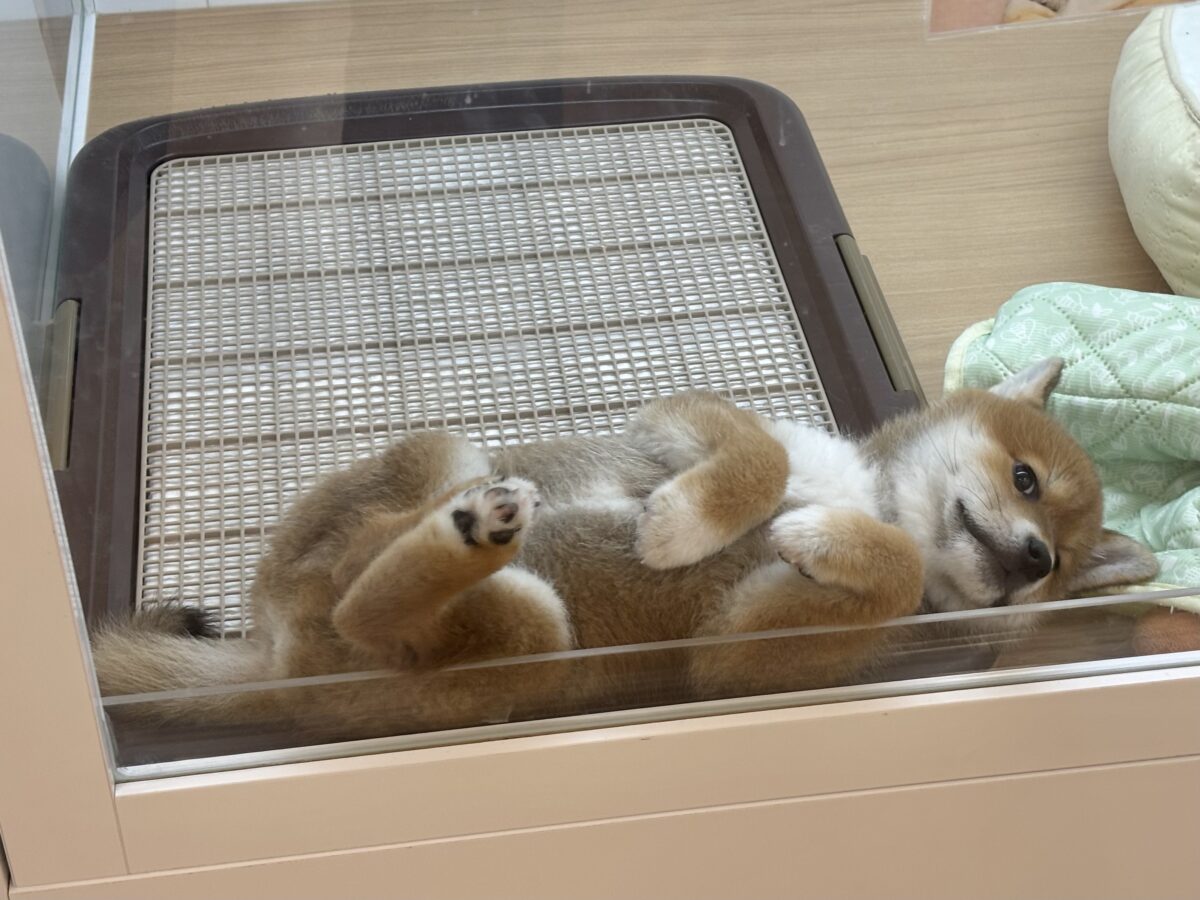 柴犬