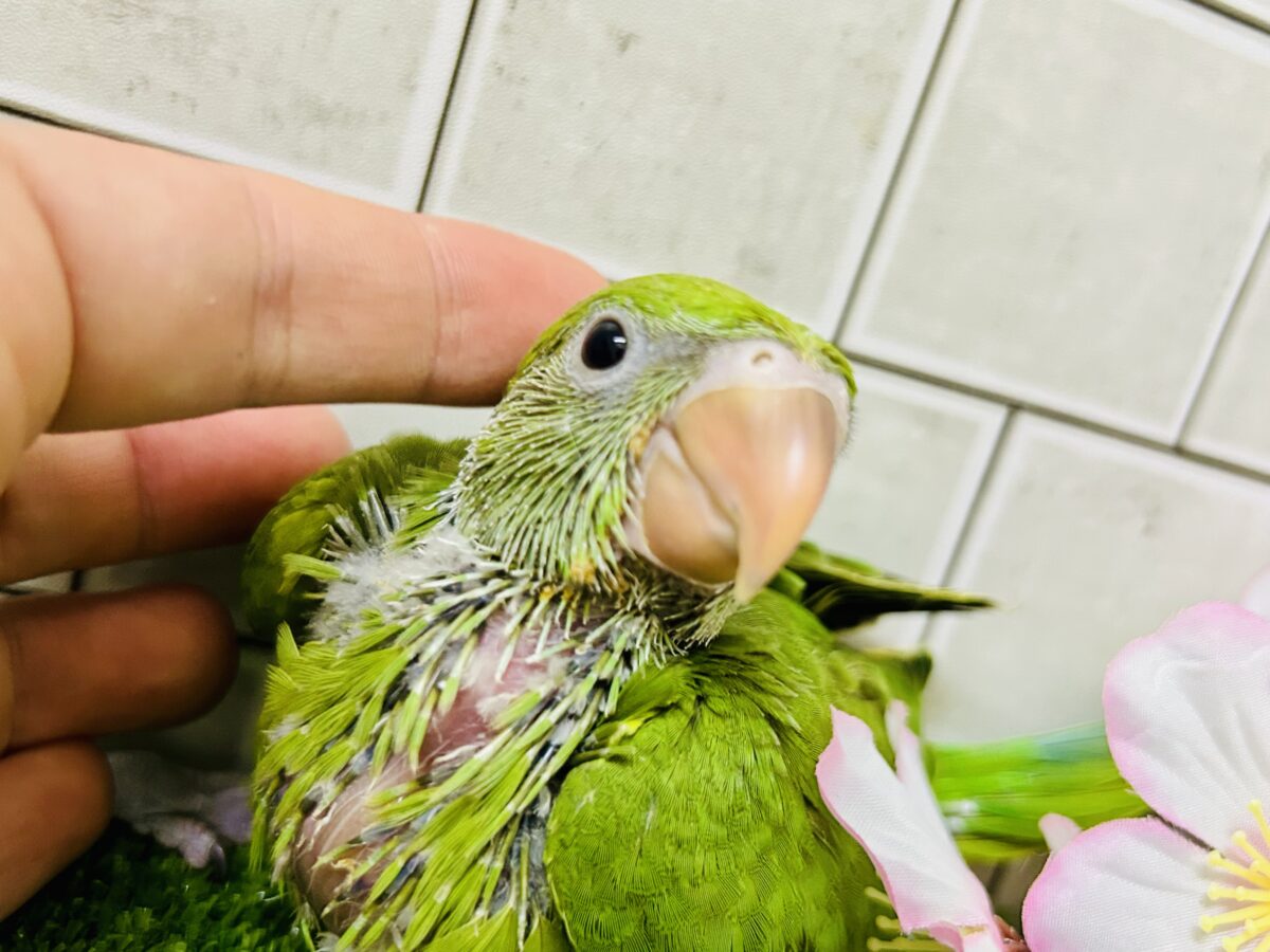ワカケホンセイインコ（月の輪インコ）