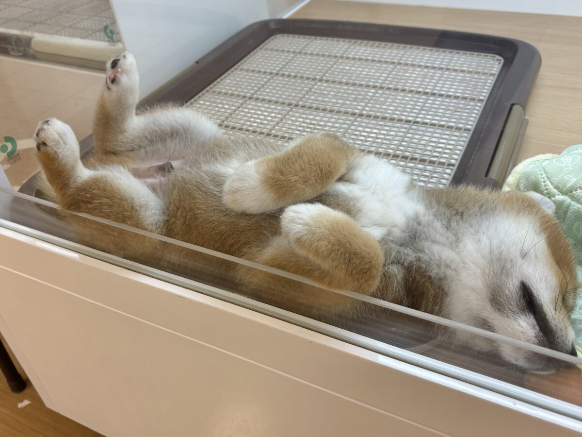 柴犬